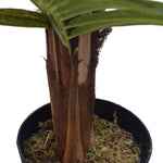 Artificial Areca Palm Tree 160cm