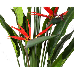 Birds of Paradise Plant 130 cm