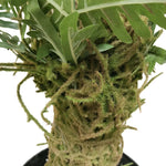 Artificial Fern Palm Tree 150cm
