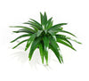 Aloe Vera Stem 30cm