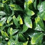 Laurel Leaf Screens / Panels UV Stabilised 1m X 1m