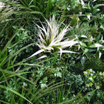 UV Stabilized Tropical Fern Select Range Vertical Garden 100cm X 100cm
